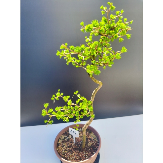 Żywe Drzewko Bonsai Modrzew Europejski Larix Decidua Prezent 11-letni 214