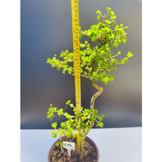 Żywe Drzewko Bonsai Modrzew Europejski Larix Decidua Prezent 11-letni 214