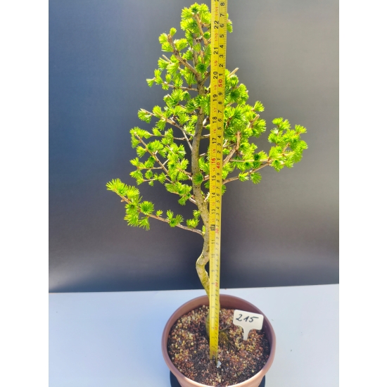 Żywe Drzewko Bonsai Modrzew Europejski Larix Decidua Prezent 11-letni 215