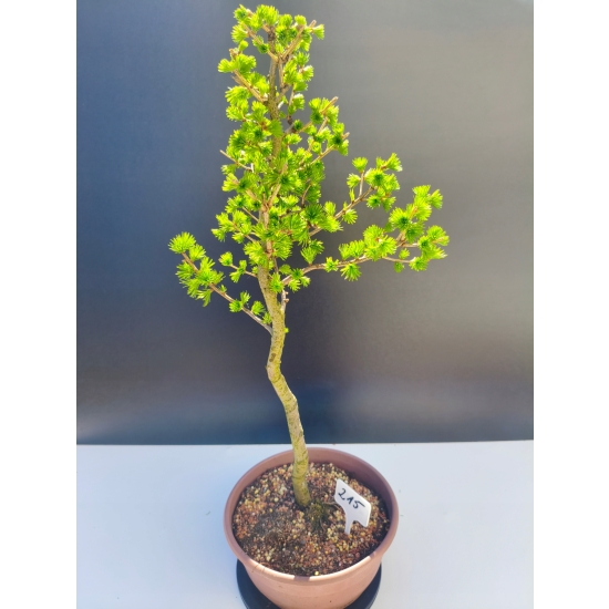 Żywe Drzewko Bonsai Modrzew Europejski Larix Decidua Prezent 11-letni 215