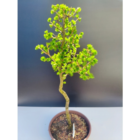 Żywe Drzewko Bonsai Modrzew Europejski Larix Decidua Prezent 11-letni 215