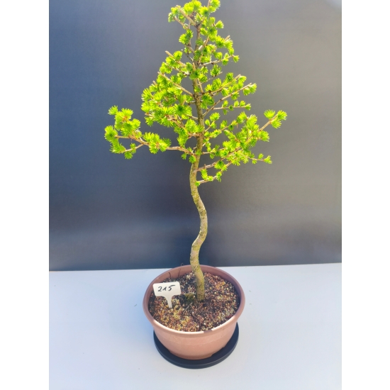 Żywe Drzewko Bonsai Modrzew Europejski Larix Decidua Prezent 11-letni 215