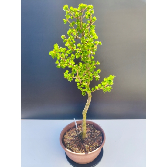 Żywe Drzewko Bonsai Modrzew Europejski Larix Decidua Prezent 11-letni 215