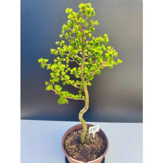 Żywe Drzewko Bonsai Modrzew Europejski Larix Decidua Prezent 11-letni 215