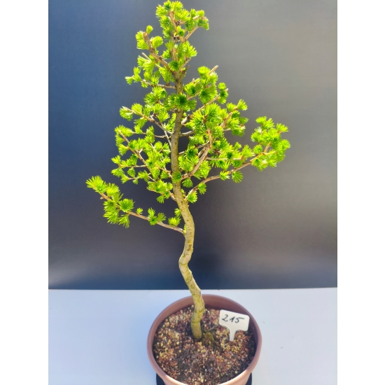 Żywe Drzewko Bonsai Modrzew Europejski Larix Decidua Prezent 11-letni 215
