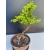 Żywe Drzewko Bonsai Modrzew Europejski Larix Decidua Prezent 11-letni 216