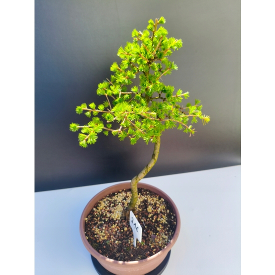 Żywe Drzewko Bonsai Modrzew Europejski Larix Decidua Prezent 11-letni 216