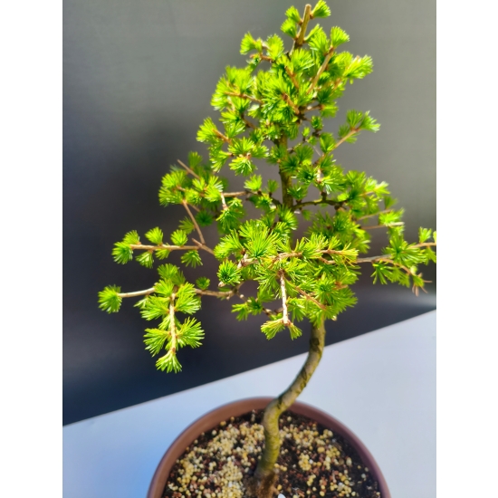 Żywe Drzewko Bonsai Modrzew Europejski Larix Decidua Prezent 11-letni 216