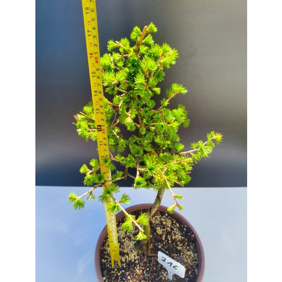 Żywe Drzewko Bonsai Modrzew Europejski Larix Decidua Prezent 11-letni 216