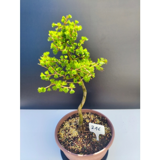 Żywe Drzewko Bonsai Modrzew Europejski Larix Decidua Prezent 11-letni 216