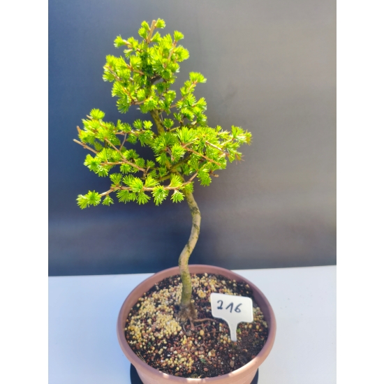 Żywe Drzewko Bonsai Modrzew Europejski Larix Decidua Prezent 11-letni 216