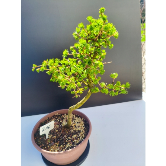 Żywe Drzewko Bonsai Modrzew Europejski Larix Decidua Prezent 11-letni 216