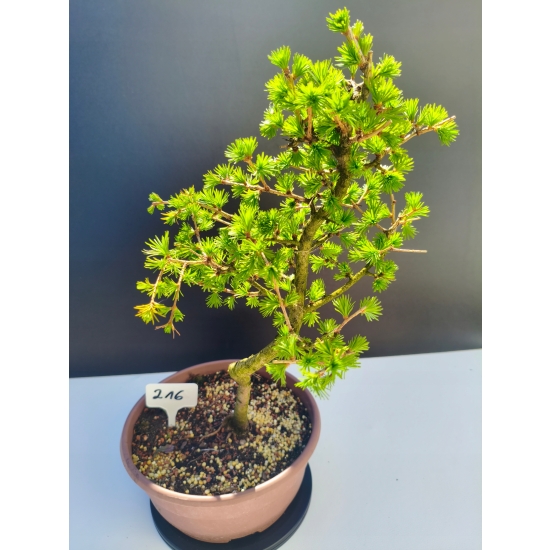 Żywe Drzewko Bonsai Modrzew Europejski Larix Decidua Prezent 11-letni 216