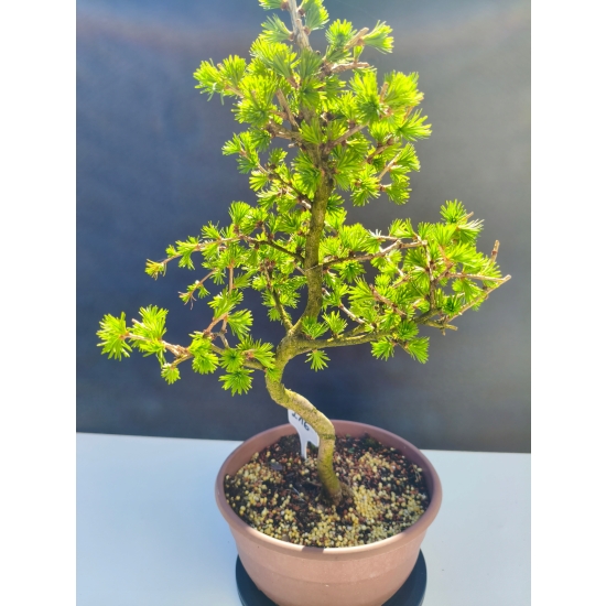 Żywe Drzewko Bonsai Modrzew Europejski Larix Decidua Prezent 11-letni 216