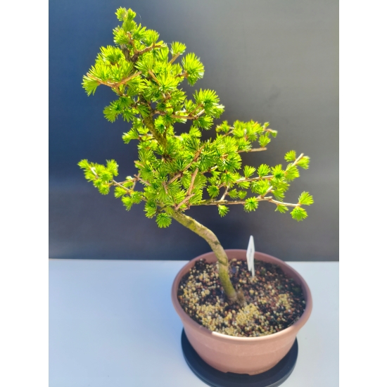 Żywe Drzewko Bonsai Modrzew Europejski Larix Decidua Prezent 11-letni 216
