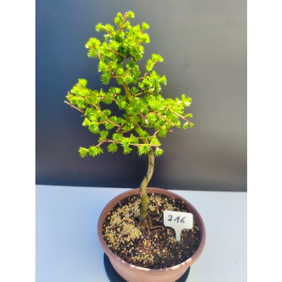 Żywe Drzewko Bonsai Modrzew Europejski Larix Decidua Prezent 11-letni 216