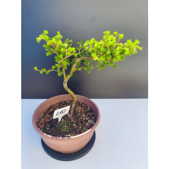 Żywe Drzewko Bonsai Modrzew Europejski Larix Decidua Prezent 11-letni 210