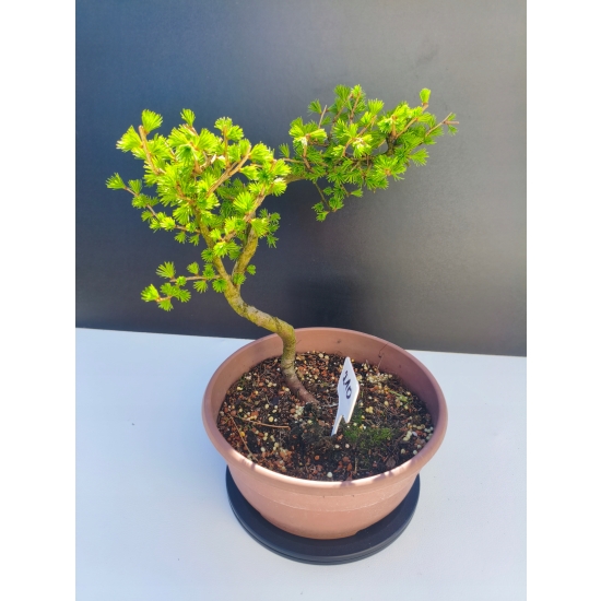 Żywe Drzewko Bonsai Modrzew Europejski Larix Decidua Prezent 11-letni 210