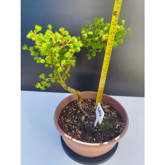 Żywe Drzewko Bonsai Modrzew Europejski Larix Decidua Prezent 11-letni 210