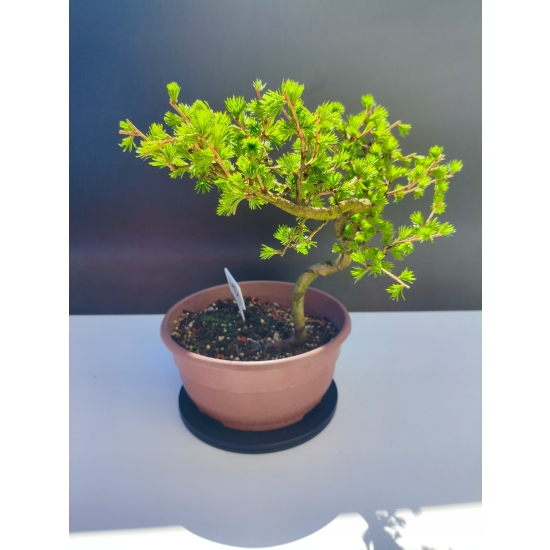 Żywe Drzewko Bonsai Modrzew Europejski Larix Decidua Prezent 11-letni 210