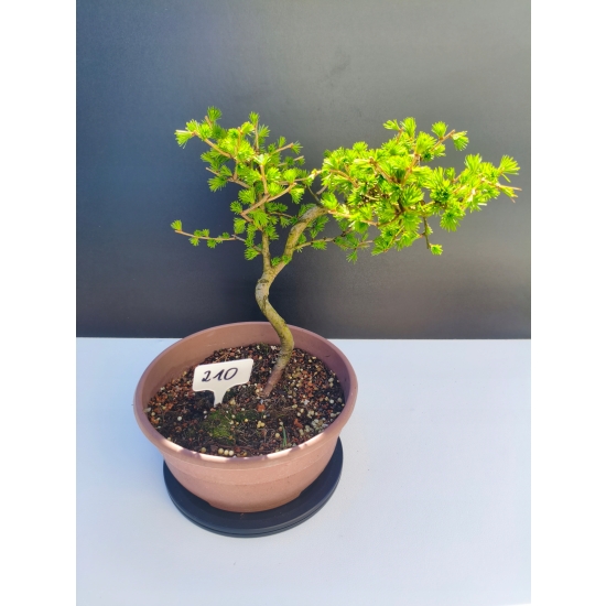 Żywe Drzewko Bonsai Modrzew Europejski Larix Decidua Prezent 11-letni 210