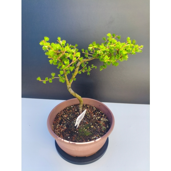 Żywe Drzewko Bonsai Modrzew Europejski Larix Decidua Prezent 11-letni 210