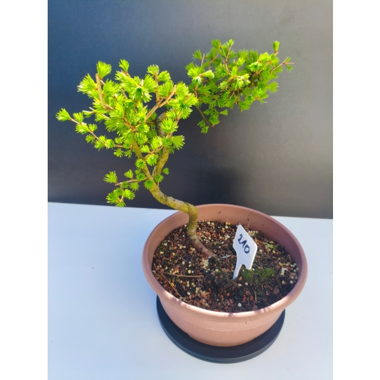 Żywe Drzewko Bonsai Modrzew Europejski Larix Decidua Prezent 11-letni 210
