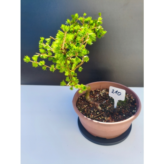 Żywe Drzewko Bonsai Modrzew Europejski Larix Decidua Prezent 11-letni 210