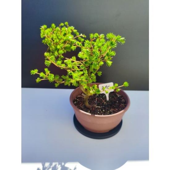 Żywe Drzewko Bonsai Modrzew Europejski Larix Decidua Prezent 11-letni 210