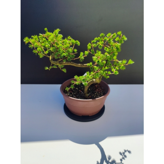 Żywe Drzewko Bonsai Modrzew Europejski Larix Decidua Prezent 11-letni 210