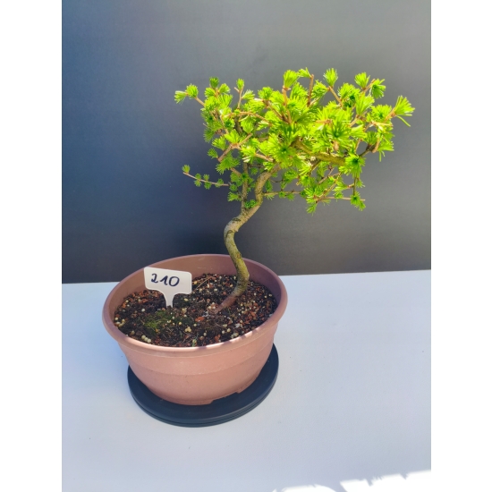 Żywe Drzewko Bonsai Modrzew Europejski Larix Decidua Prezent 11-letni 210