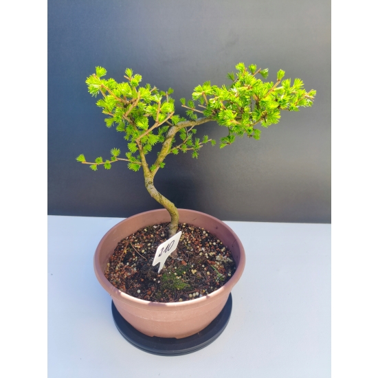 Żywe Drzewko Bonsai Modrzew Europejski Larix Decidua Prezent 11-letni 210