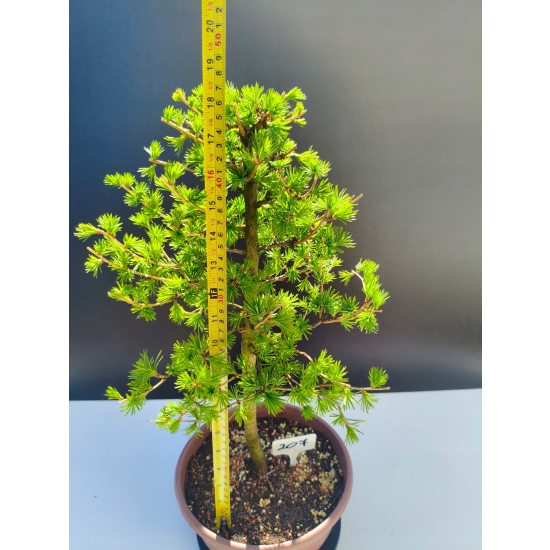 Żywe Drzewko Bonsai Modrzew Europejski Larix Decidua Prezent 11-letni 207