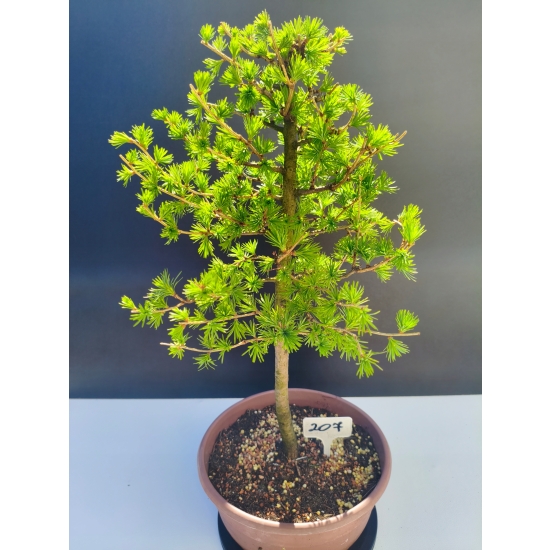 Żywe Drzewko Bonsai Modrzew Europejski Larix Decidua Prezent 11-letni 207