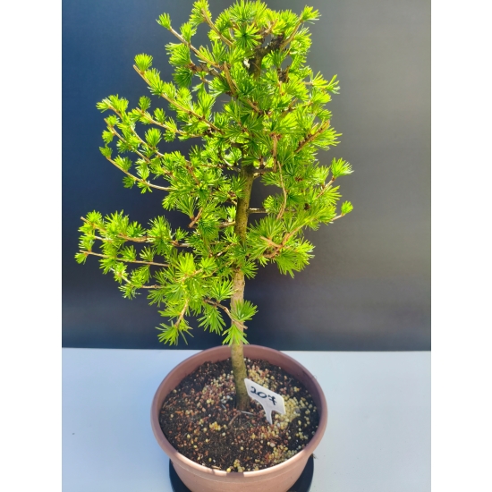 Żywe Drzewko Bonsai Modrzew Europejski Larix Decidua Prezent 11-letni 207