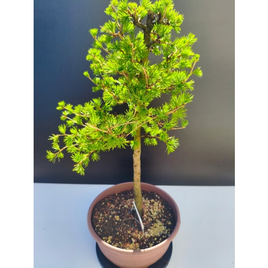 Żywe Drzewko Bonsai Modrzew Europejski Larix Decidua Prezent 11-letni 207