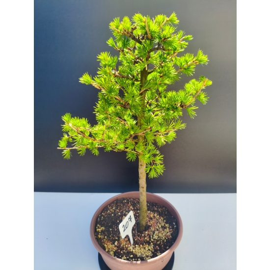 Żywe Drzewko Bonsai Modrzew Europejski Larix Decidua Prezent 11-letni 207