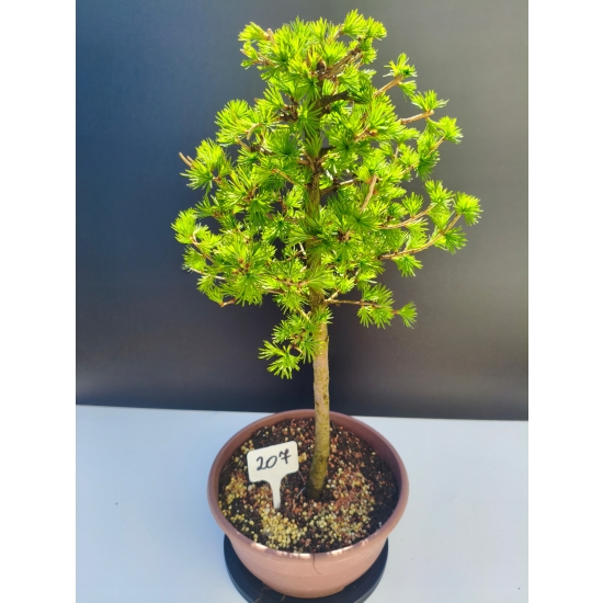 Żywe Drzewko Bonsai Modrzew Europejski Larix Decidua Prezent 11-letni 207