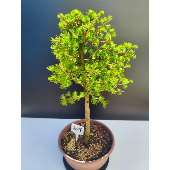 Żywe Drzewko Bonsai Modrzew Europejski Larix Decidua Prezent 11-letni 207