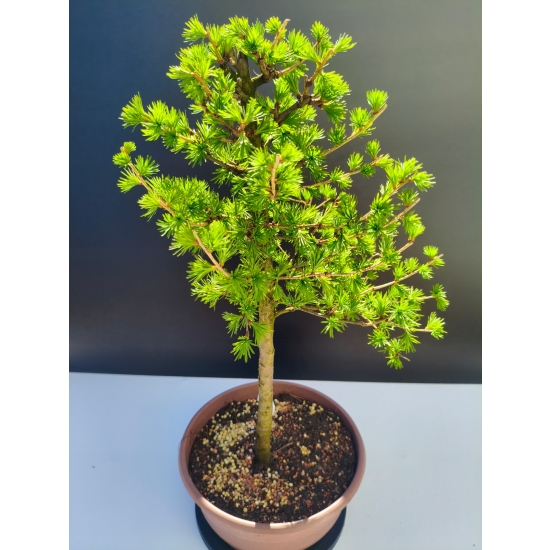 Żywe Drzewko Bonsai Modrzew Europejski Larix Decidua Prezent 11-letni 207