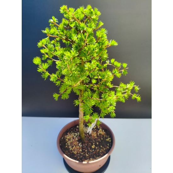 Żywe Drzewko Bonsai Modrzew Europejski Larix Decidua Prezent 11-letni 207