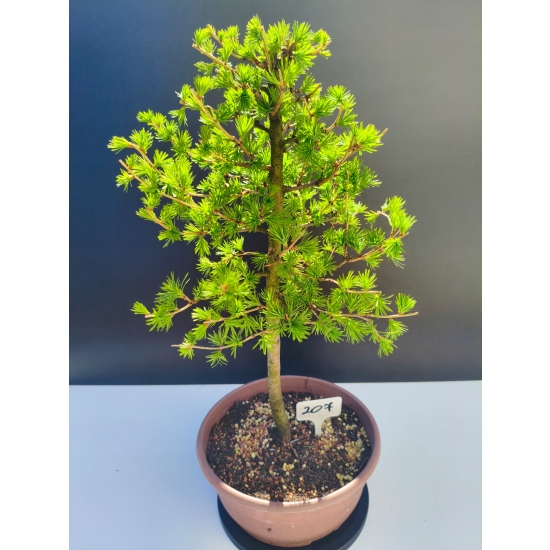 Żywe Drzewko Bonsai Modrzew Europejski Larix Decidua Prezent 11-letni 207