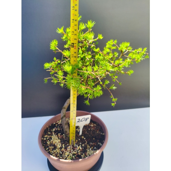 Żywe Drzewko Bonsai Modrzew Europejski Larix Decidua Prezent 11-letni 208