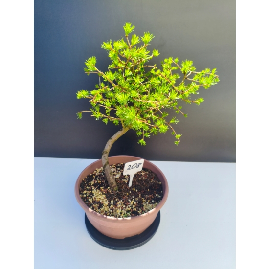 Żywe Drzewko Bonsai Modrzew Europejski Larix Decidua Prezent 11-letni 208