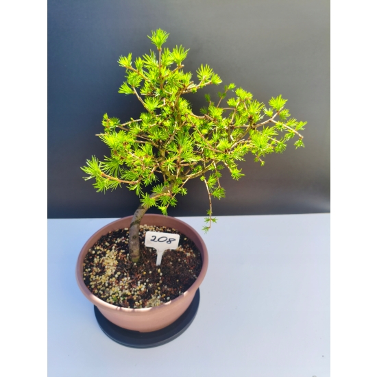 Żywe Drzewko Bonsai Modrzew Europejski Larix Decidua Prezent 11-letni 208