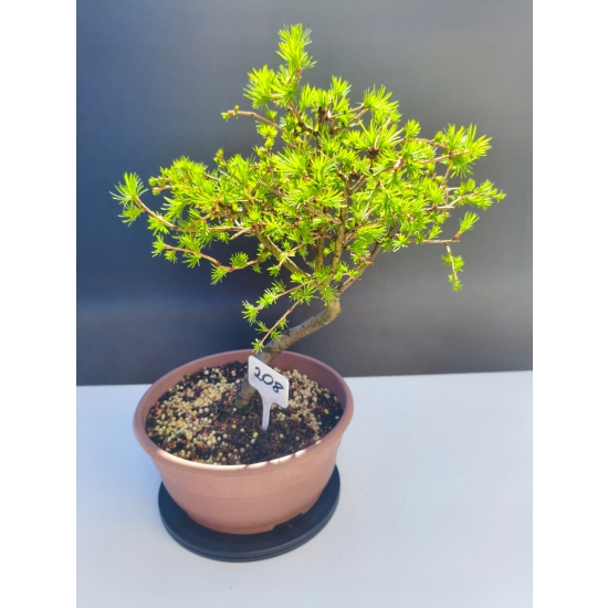 Żywe Drzewko Bonsai Modrzew Europejski Larix Decidua Prezent 11-letni 208