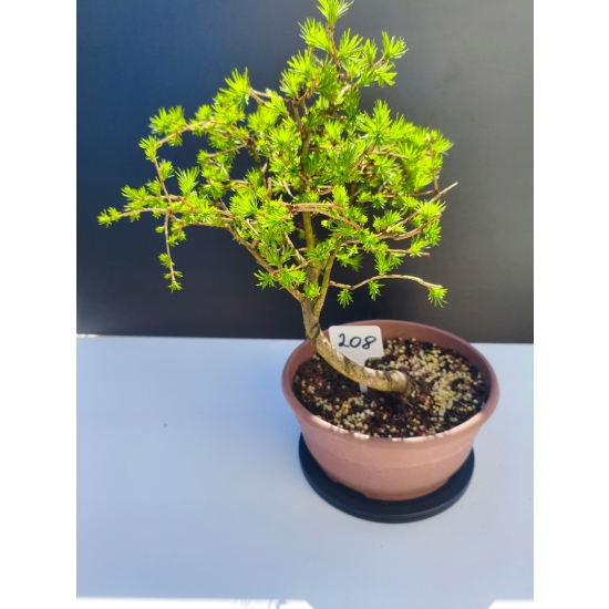 Żywe Drzewko Bonsai Modrzew Europejski Larix Decidua Prezent 11-letni 208