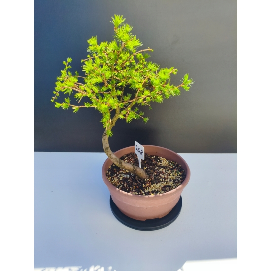 Żywe Drzewko Bonsai Modrzew Europejski Larix Decidua Prezent 11-letni 208