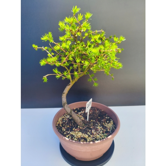 Żywe Drzewko Bonsai Modrzew Europejski Larix Decidua Prezent 11-letni 208
