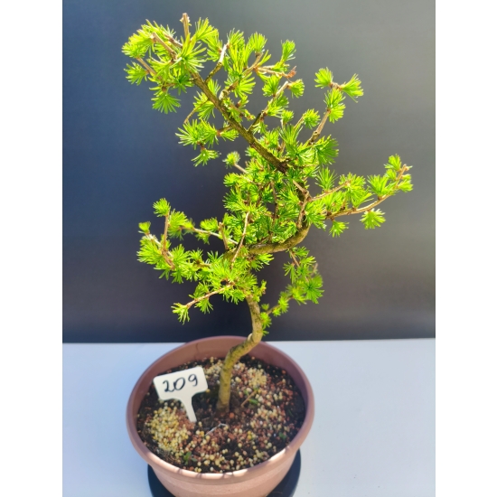 Żywe Drzewko Bonsai Modrzew Europejski Larix Decidua Prezent 11-letni 209